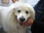 Chico,witte keeshond, met artrose in rechter elleboog en rugpijn.